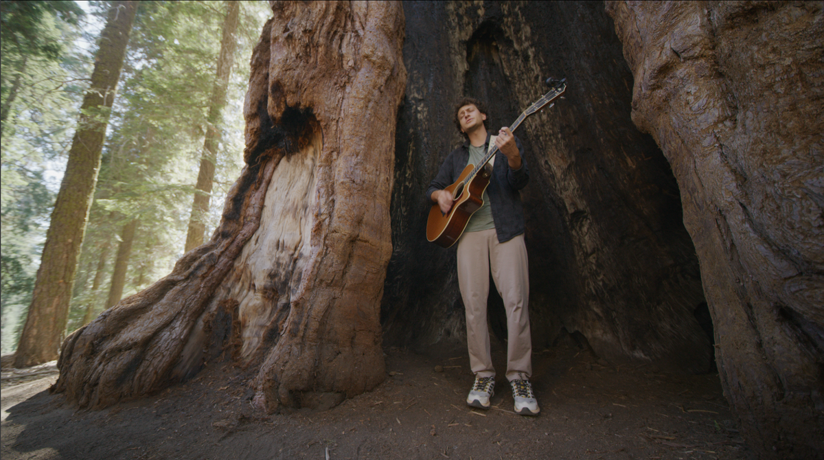 How Sequoia's Big Trees Inspire Music and More